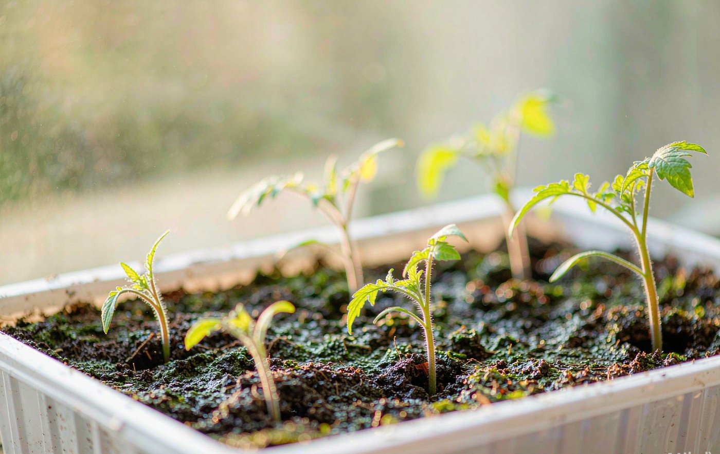 Seedlings in trays on a bright growing shelf